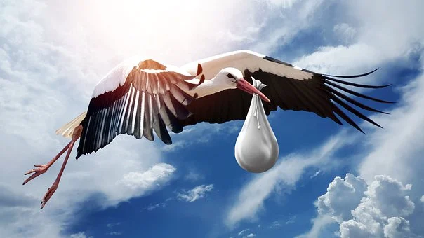 Sioux Falls chiropractor stork